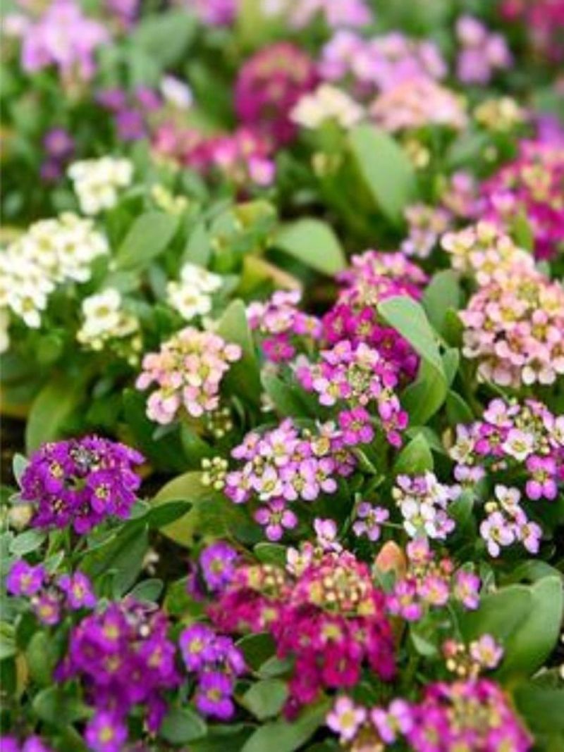 Sweet Alyssum