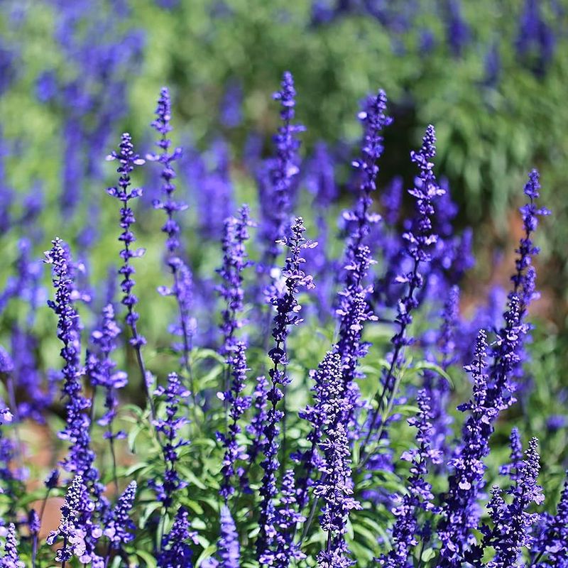 Salvia (Sage)