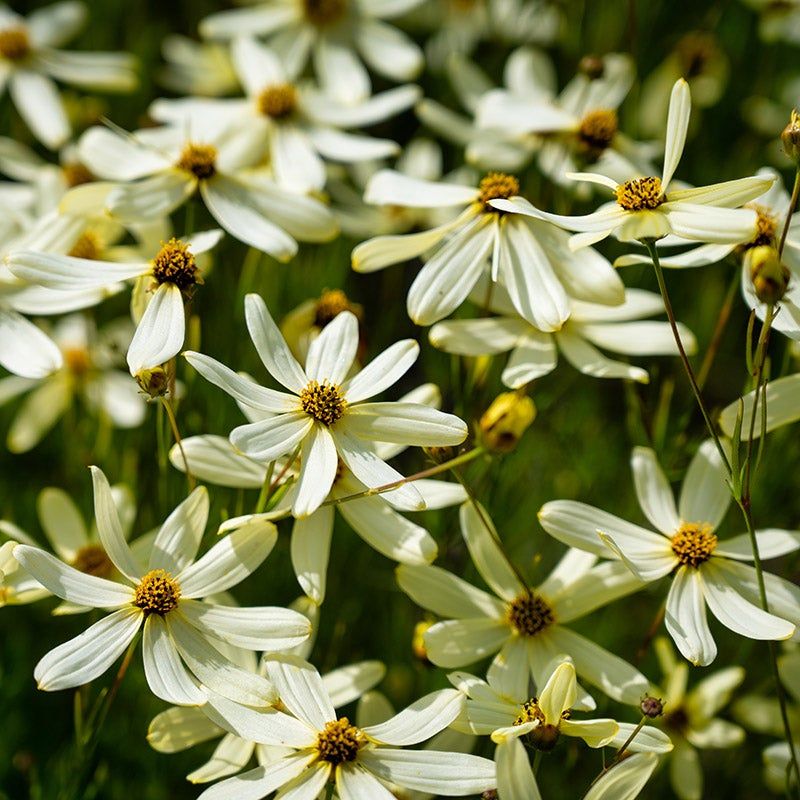 Coreopsis 'Moonbeam'
