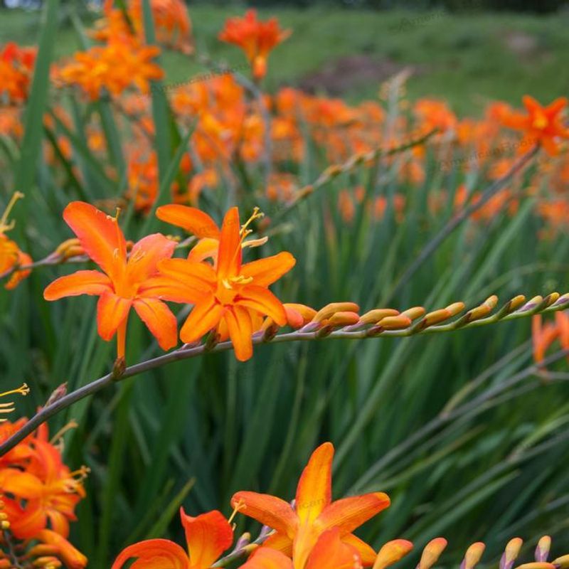 Montbretia