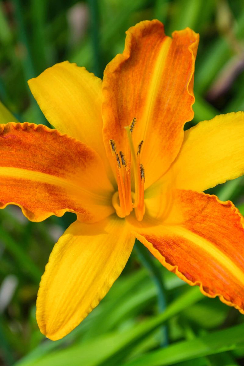 Daylily