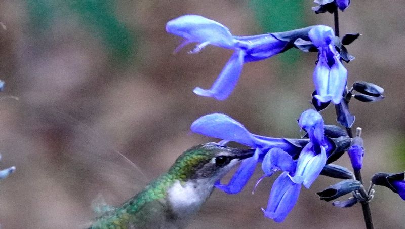 Salvia - Spiky Flowers That Keep Coming