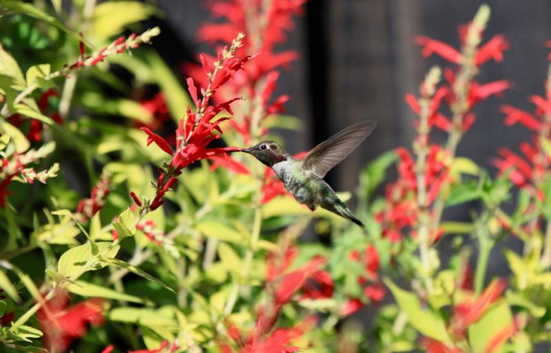 Salvia - Spiky Flowers That Spike Garden Interest