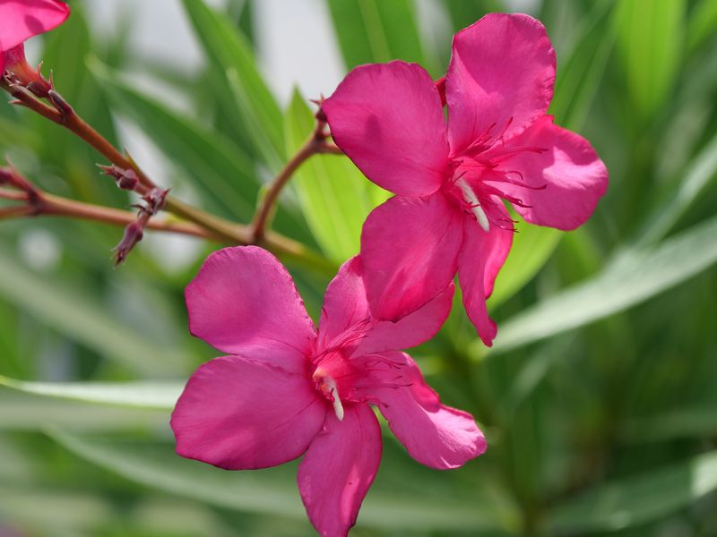 Oleander (Nerium oleander)