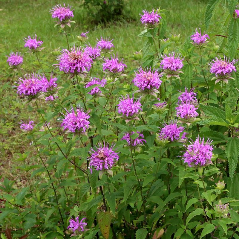 Wild Bergamot (Monarda fistulosa)