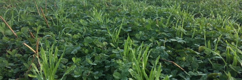 Living Mulch Cover Crops