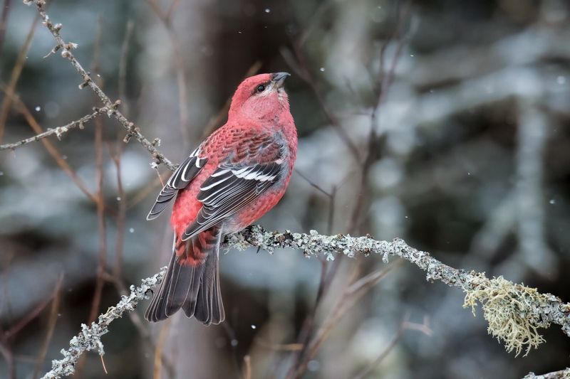 Pine Grosbeak (Pinicola enucleator)