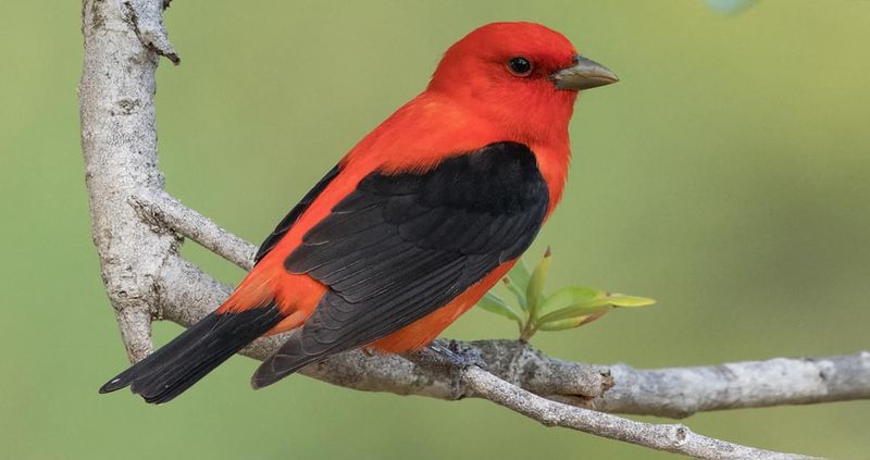 Scarlet Tanager