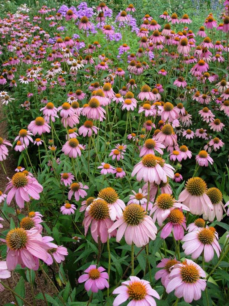 Coneflowers (Echinacea)