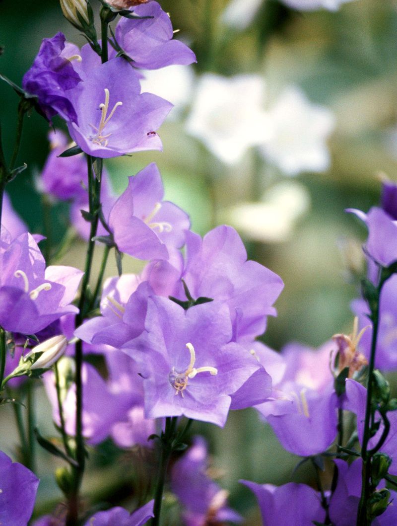 Campanula (Bellflower)