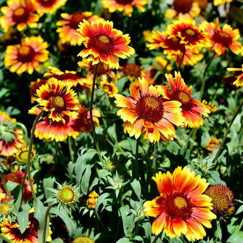 Gaillardia (Gaillardia x grandiflora)