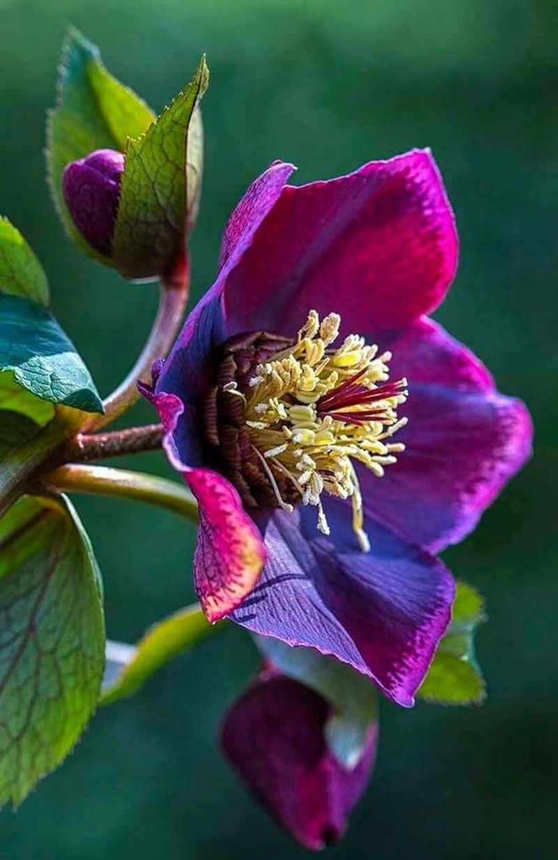 Hellebore (Helleborus 'Midnight Ruffles')