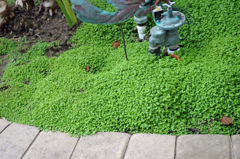 Soleirolia soleirolii (Baby's Tears)