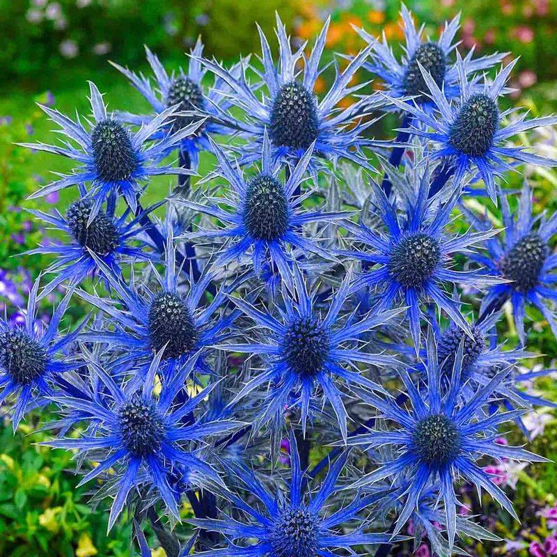 Sea Holly (Eryngium) – Metallic blue thistles for dry gardens.
