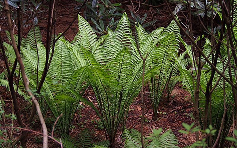 Shade-Tolerant Ferns