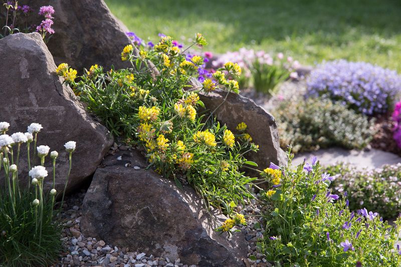 Wildlife-Friendly Rockery