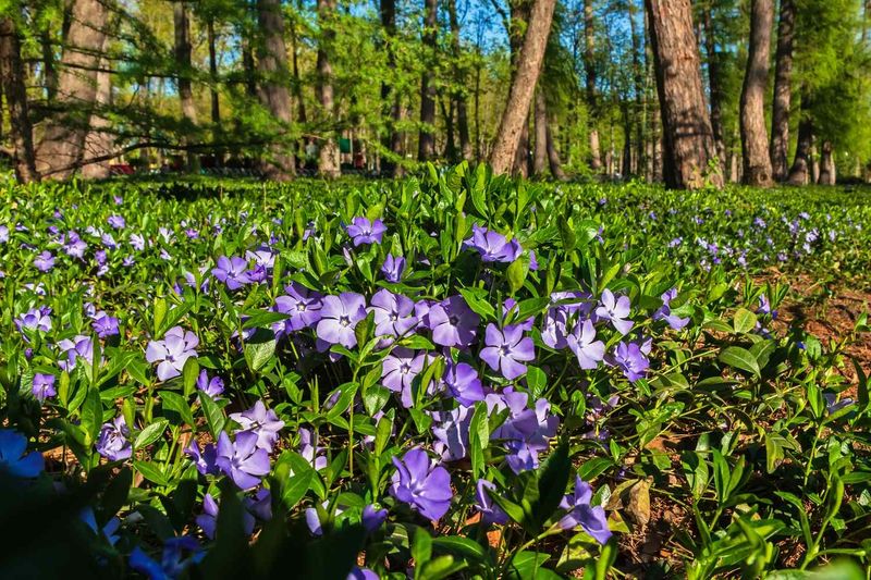 Low Maintenance Marvel