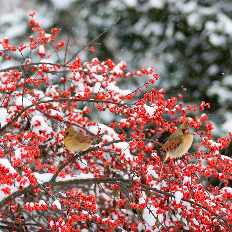 Winterberry Holly