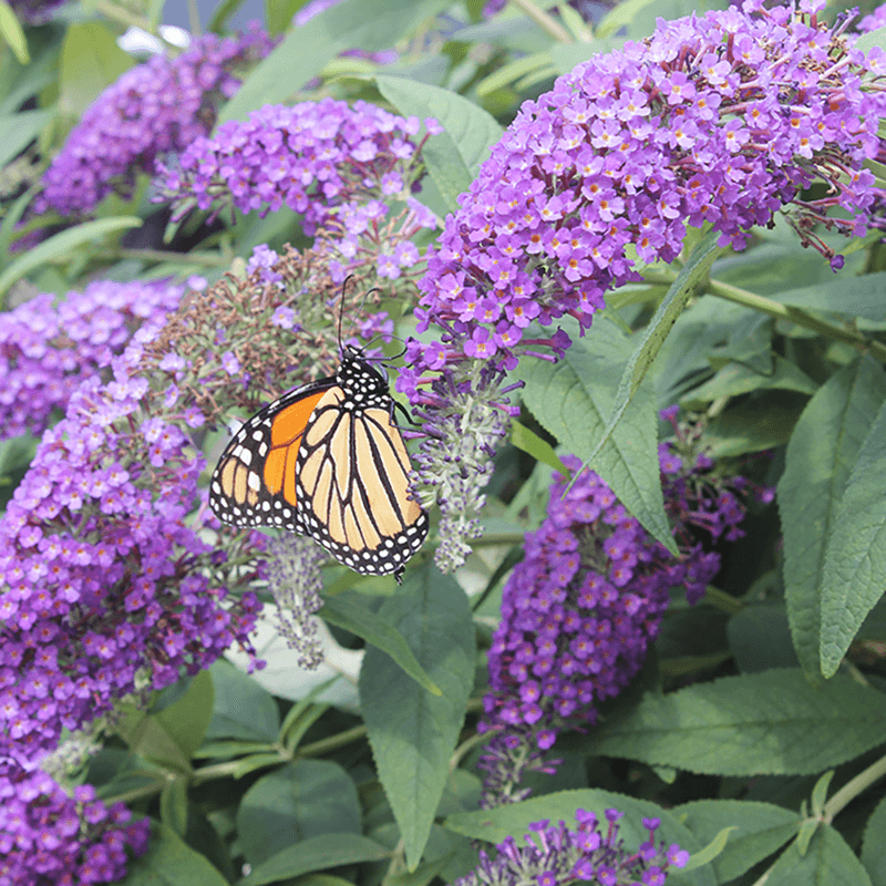 Butterfly Bush (Buddleja davidii)