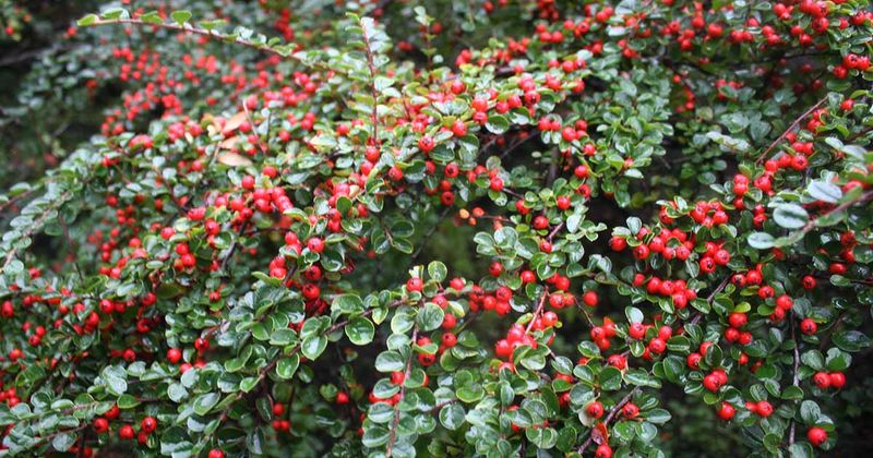 Cotoneaster (Cotoneaster)
