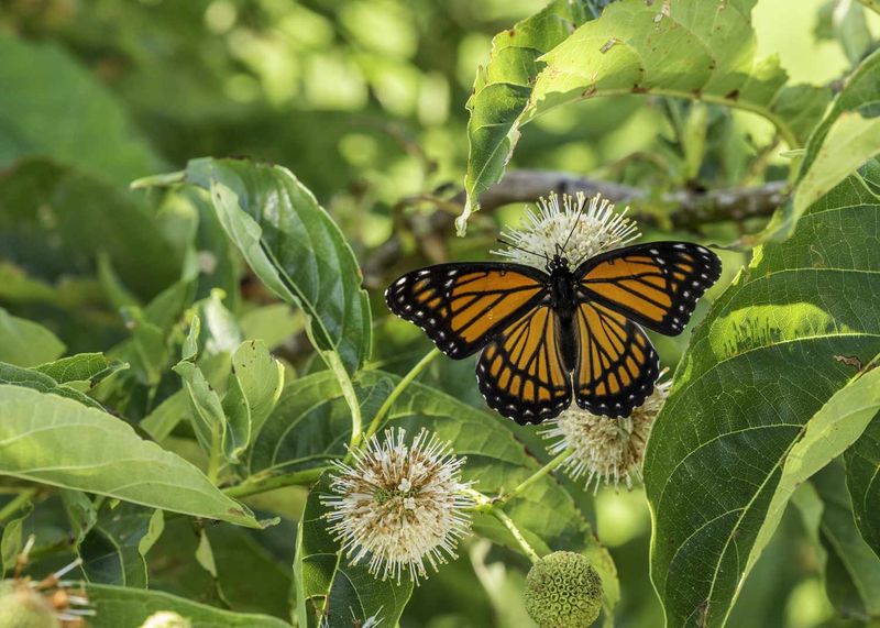 They’re a Great Indicator of Healthy Ecosystems