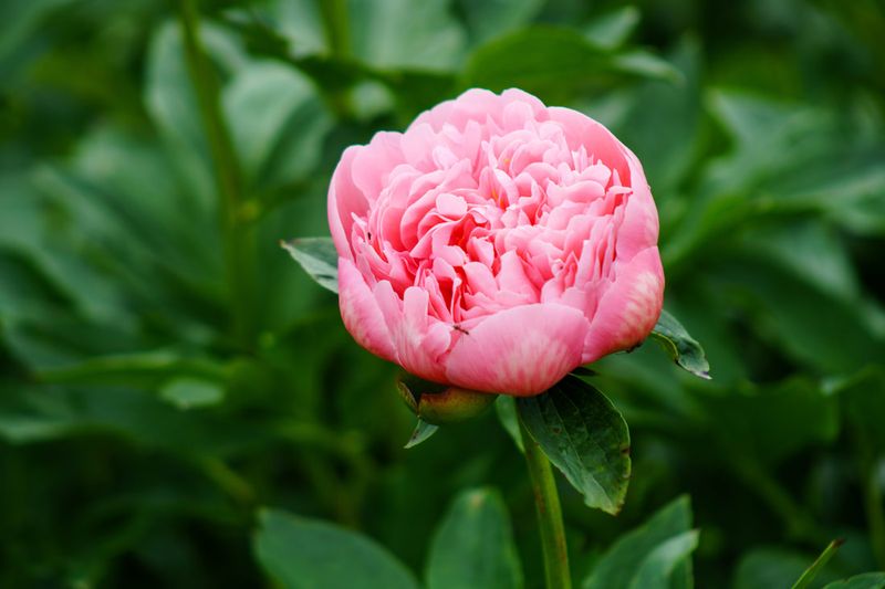 Persistent Peony