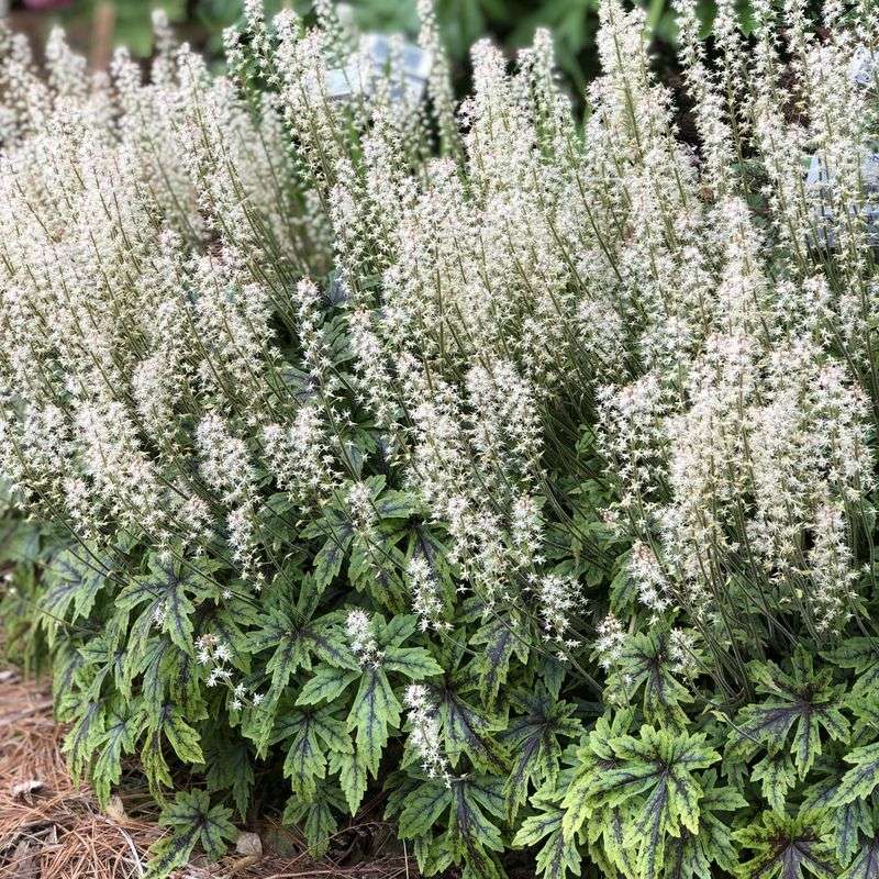 Tiarella