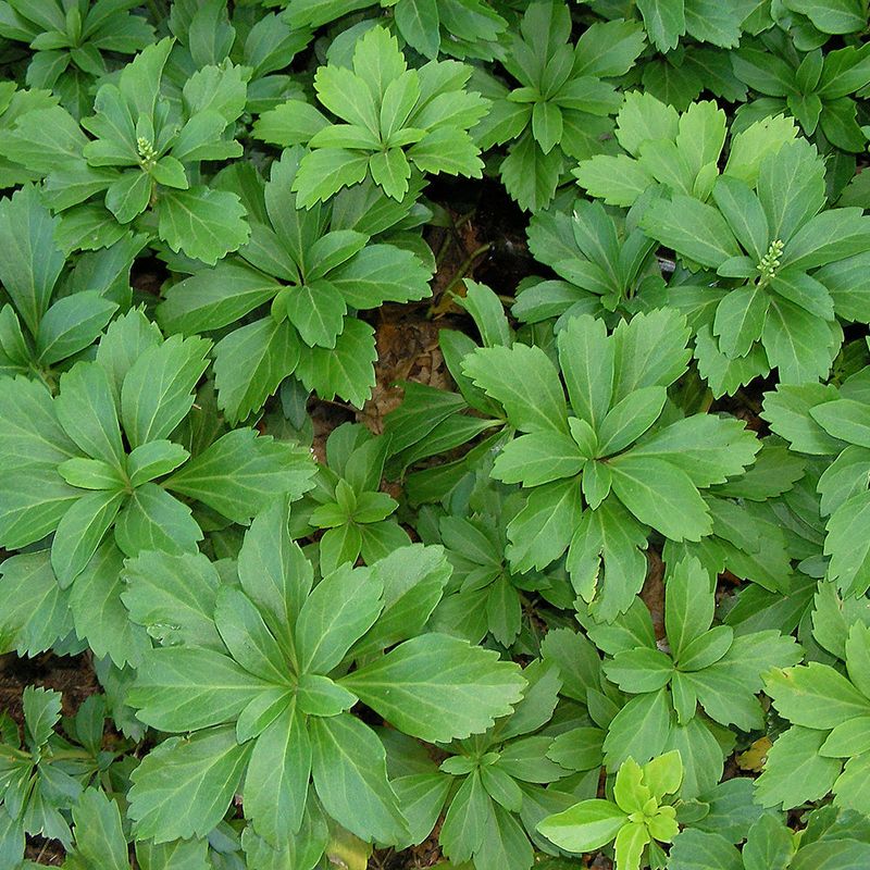 Pachysandra terminalis (Japanese Spurge)