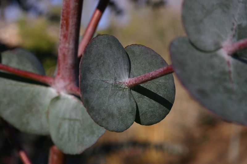 Eucalyptus