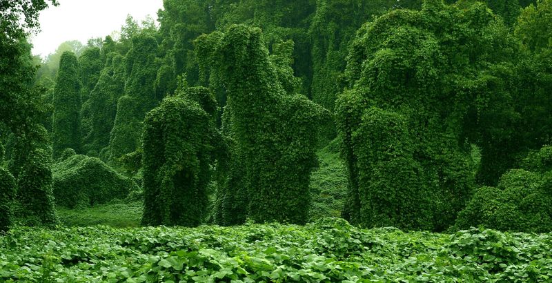 Kudzu