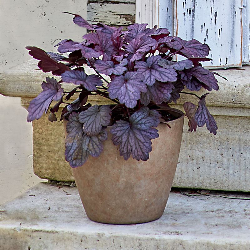 Heuchera (Coral Bells)