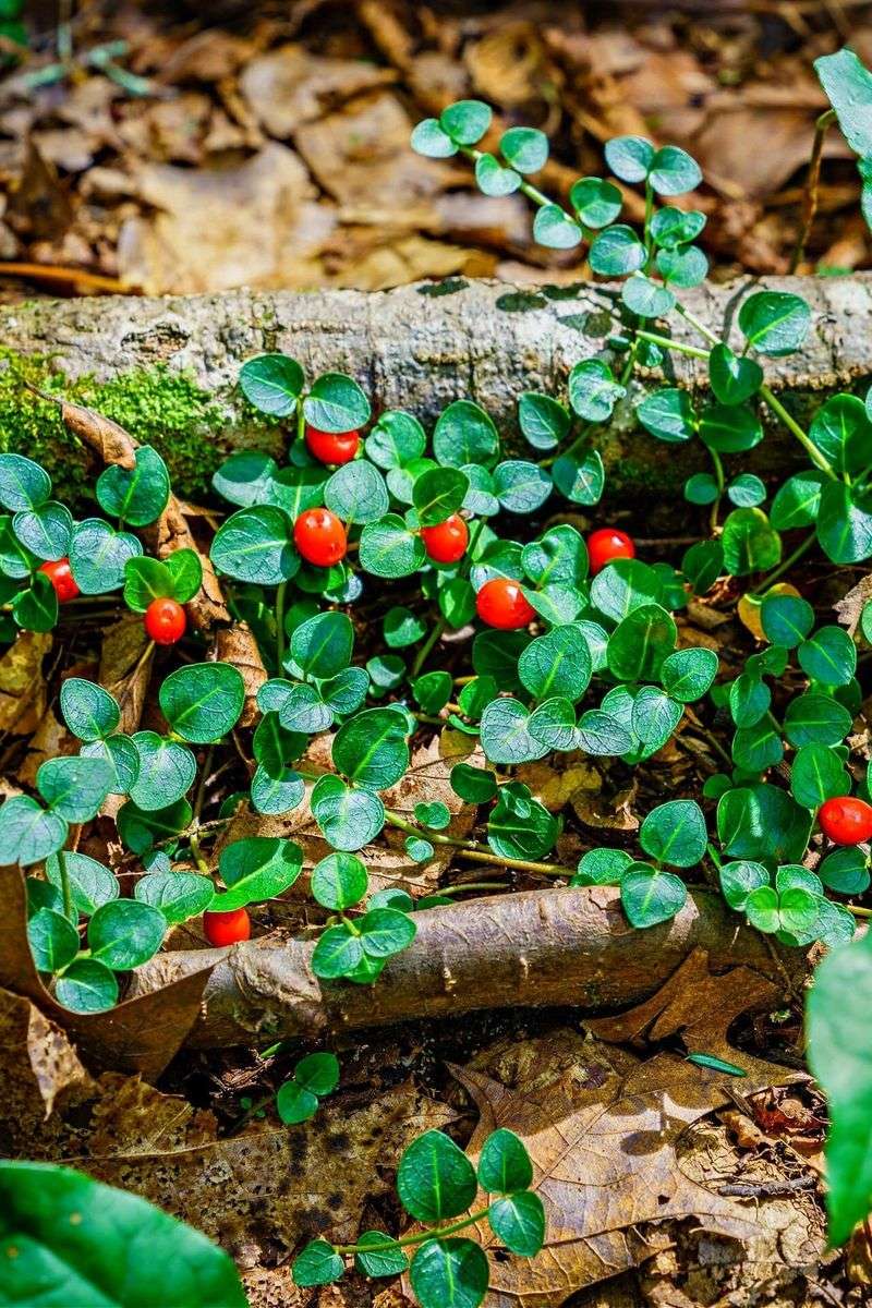 Mitchella repens (Partridgeberry)