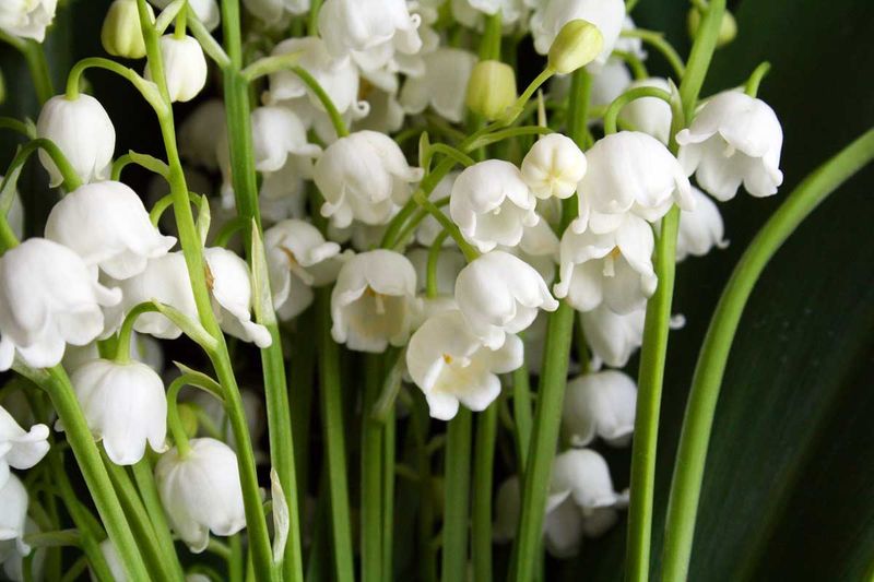 Lily of the Valley (Convallaria majalis)
