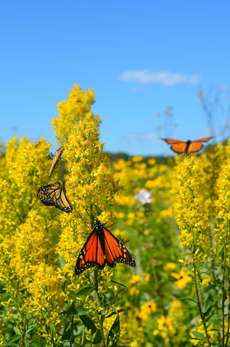 Goldenrod (Solidago spp.)