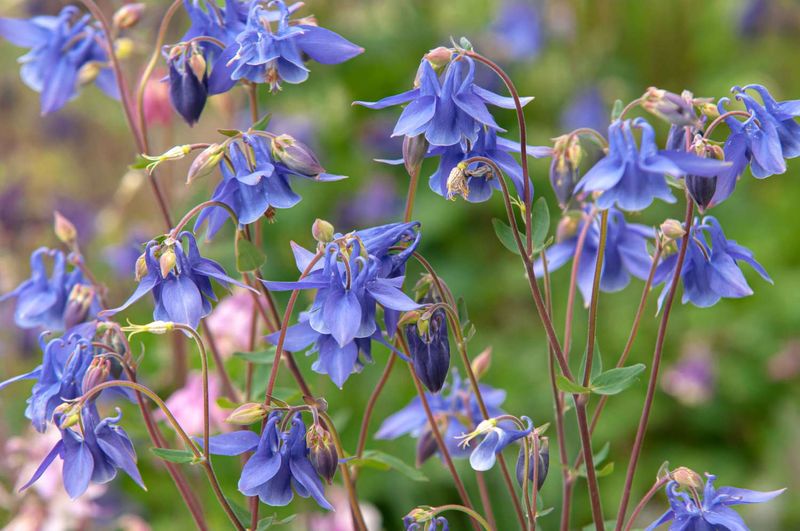 Columbine ‘Blue Star’ – Self-seeding beauty for dappled shade.