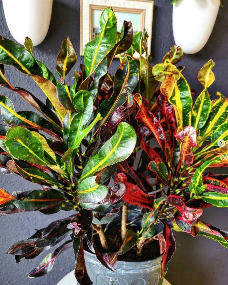 Croton (Codiaeum variegatum)