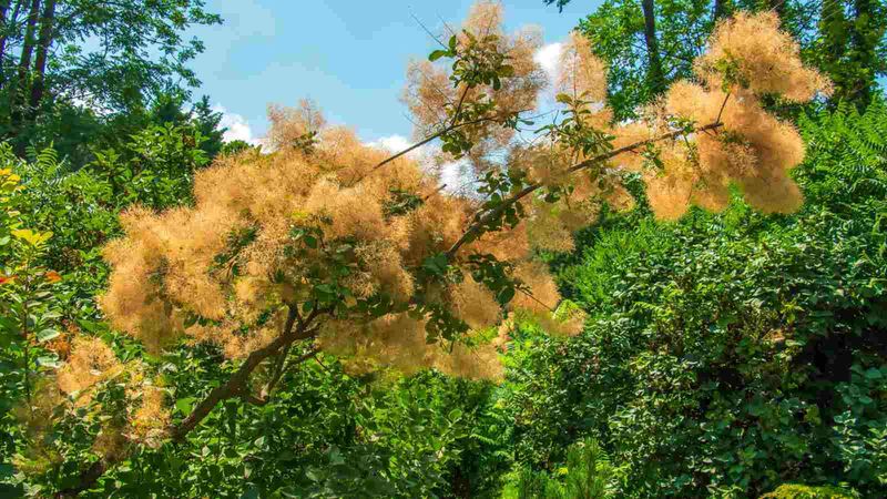Smoke Tree (Cotinus)
