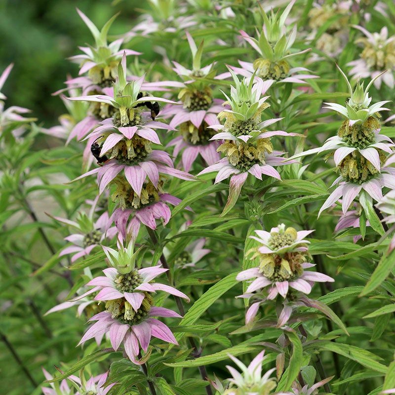 Spotted Beebalm (Monarda punctata) – The Sand Wasp Superfood