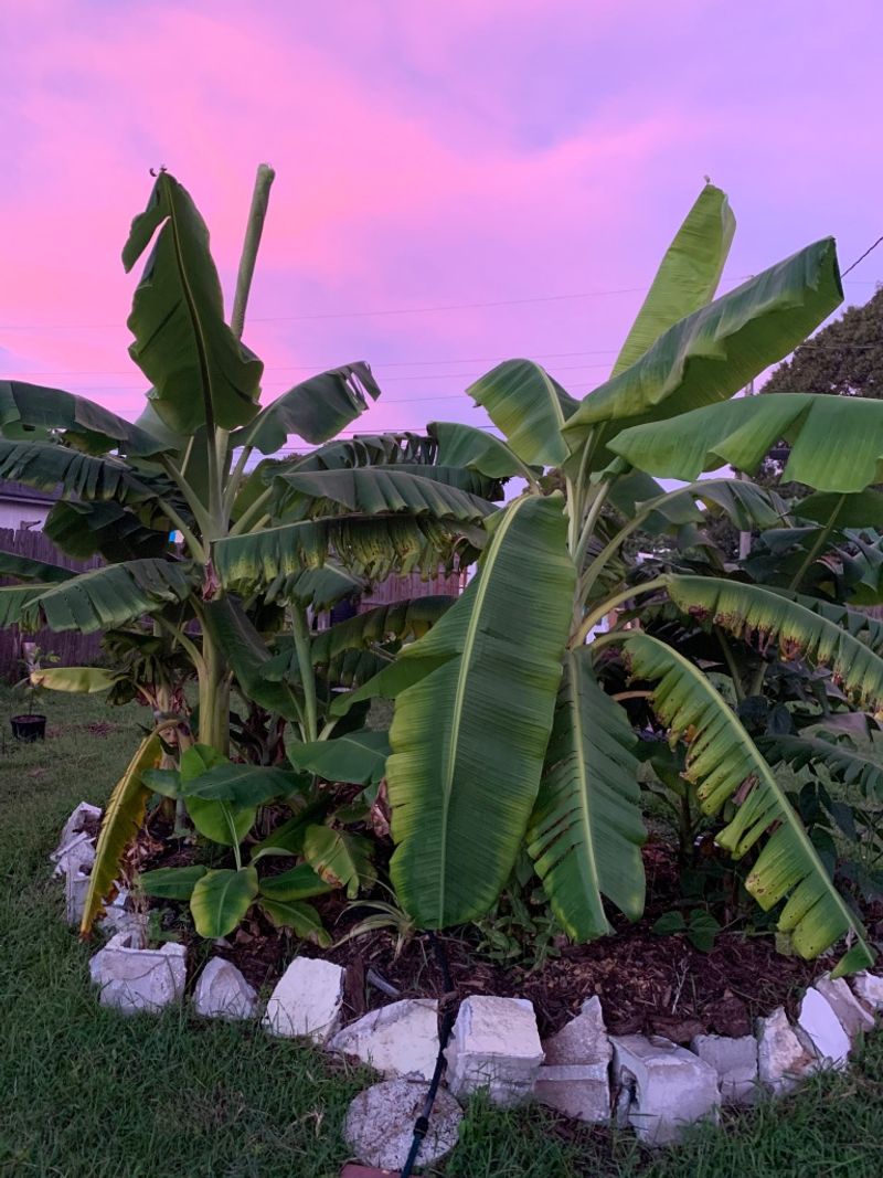 Banana Circles (Tropical Compost & Water System)