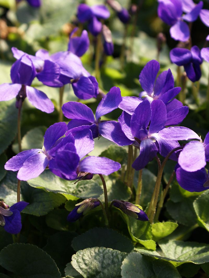 Viola odorata (Sweet Violet)