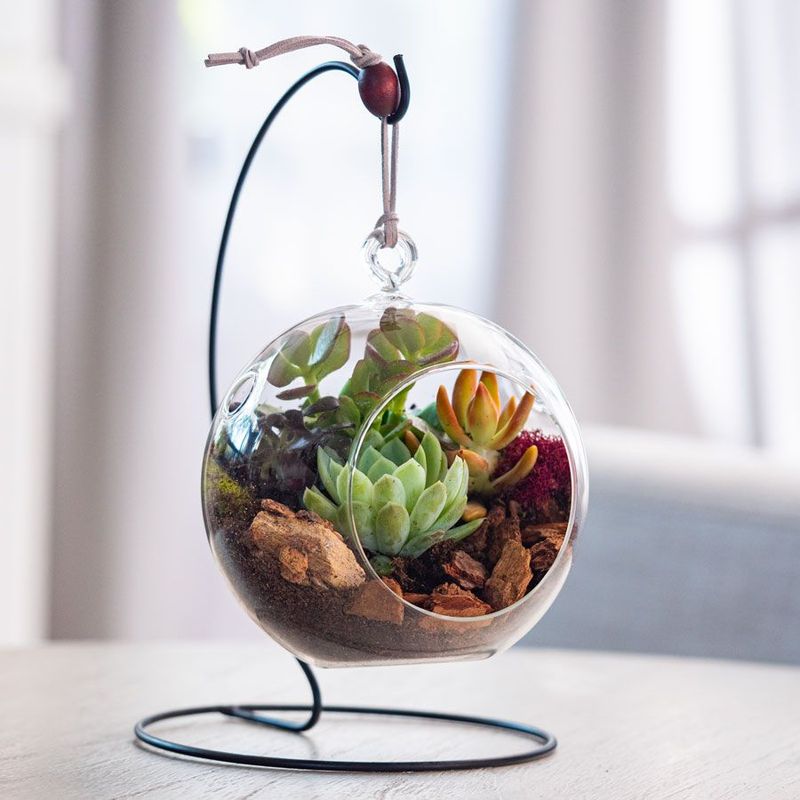 Hanging Glass Terrariums