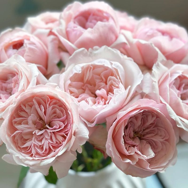 Pinks (Dianthus plumarius)