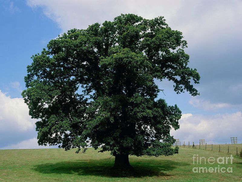 Chestnut Trees (Castanea spp.)