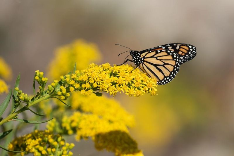 Goldenrod (Solidago spp.) – The Ultimate Pollinator Magnet