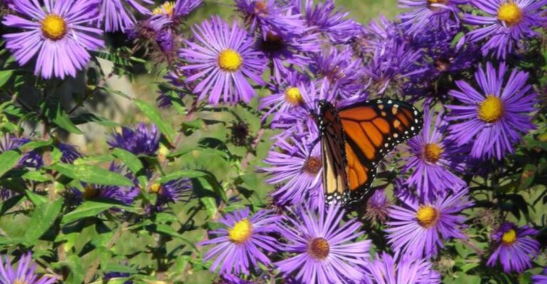 Want More Helpful Insects? Start with These 12 Native Flowers