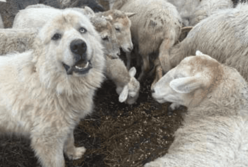 Idaho Agricultural Threat Patterns