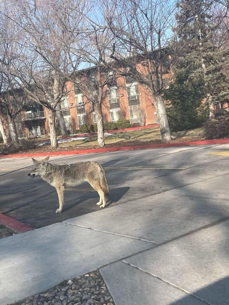 Utah Mountain Communities Report Coyote Encounters