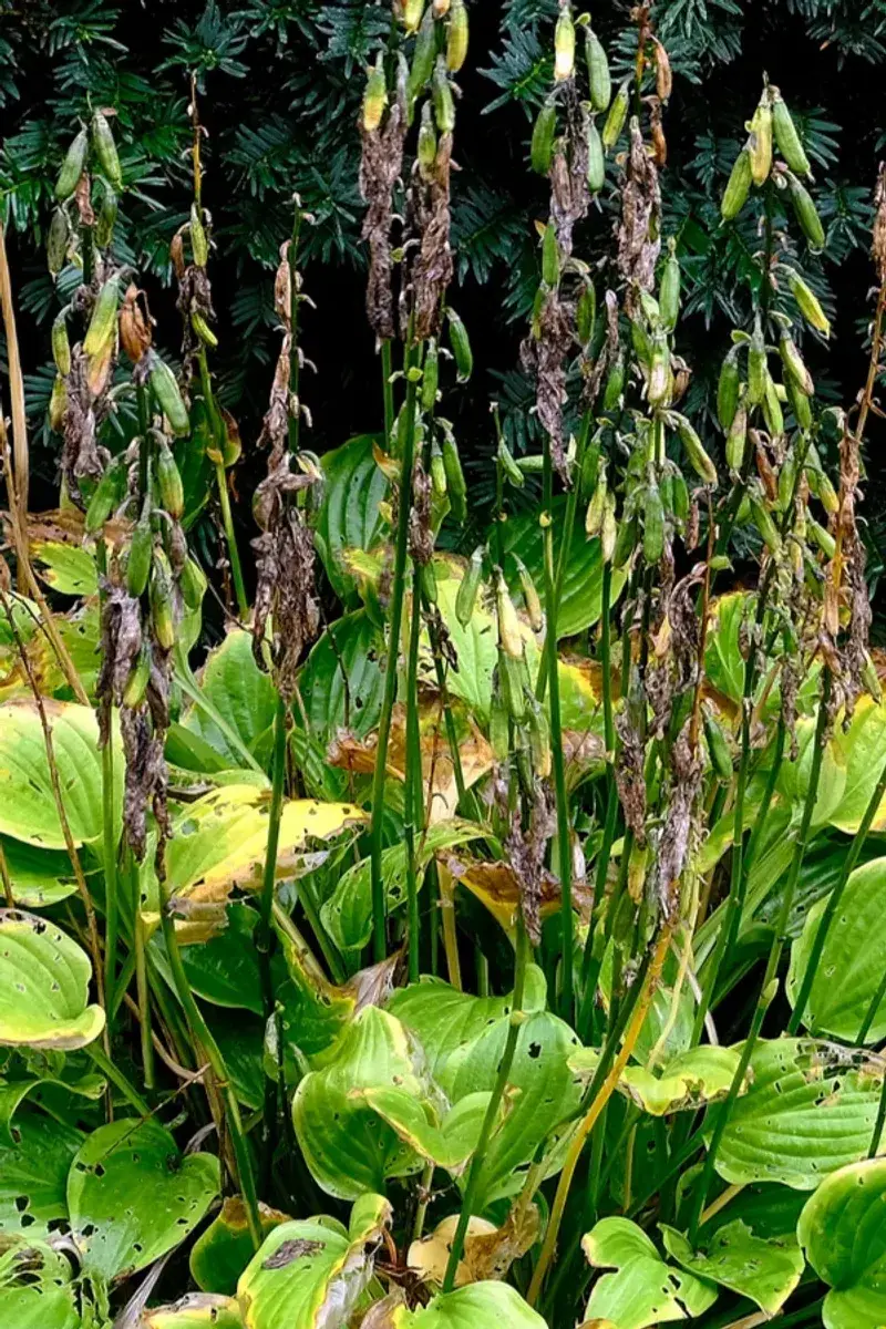 Deadhead Spent Flowers
