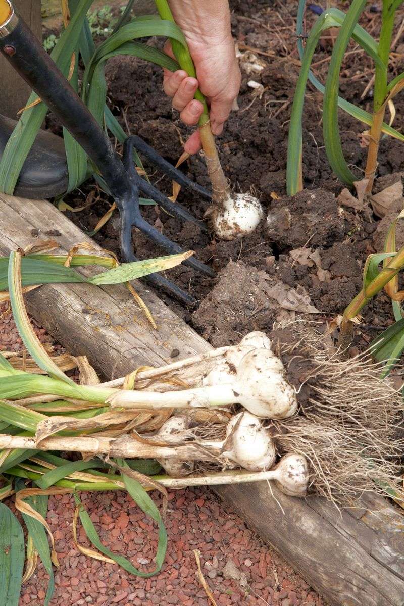 Test One Bulb Before Harvesting All