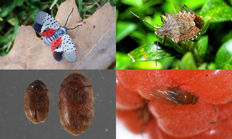 Exotic Pest Introduction